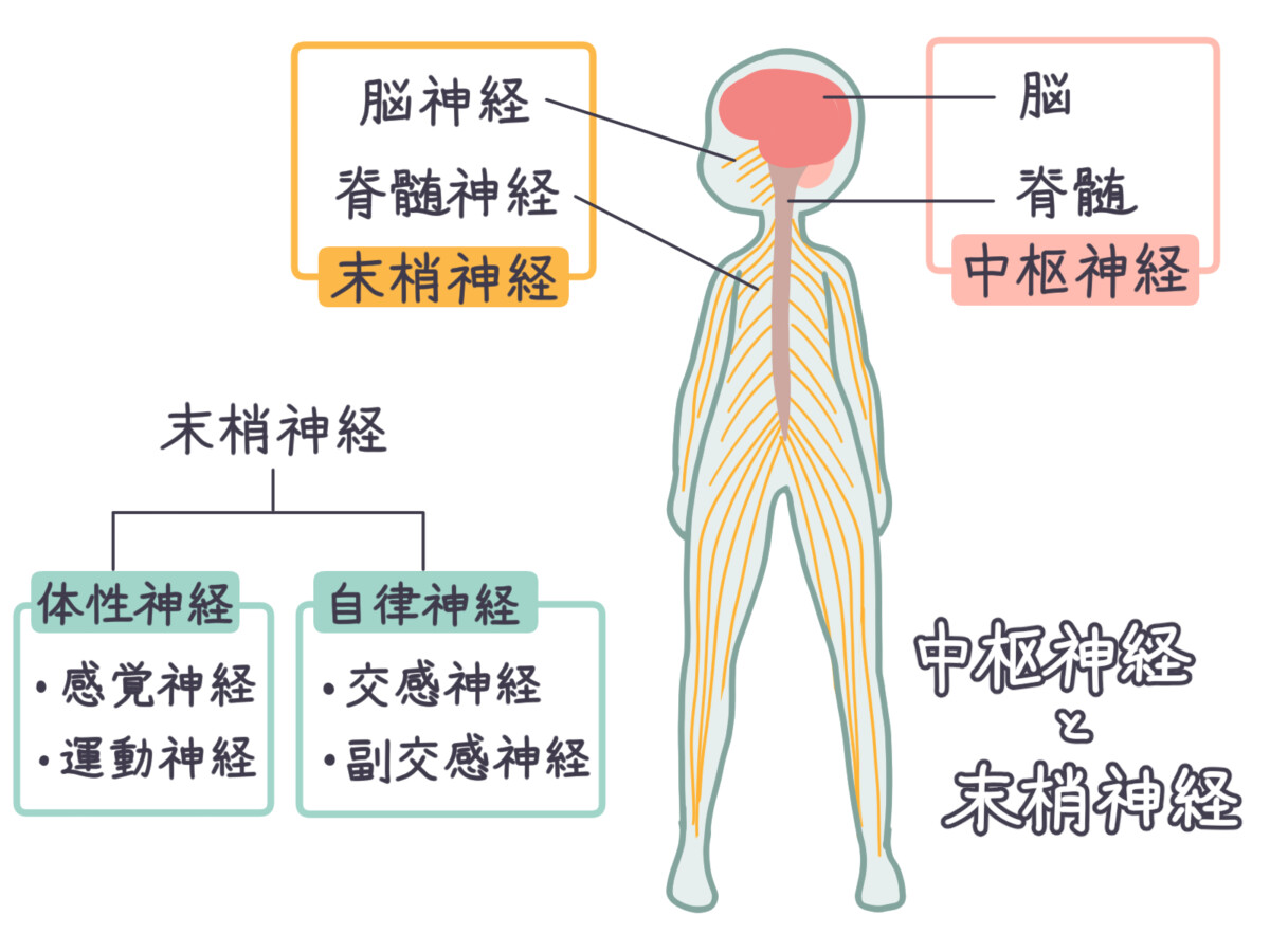 しびれの原因をつきとめる！末梢神経障害によるしびれ｜那覇市の神経 ...